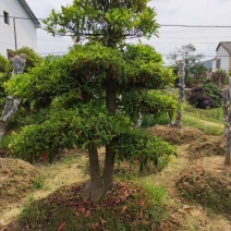 造型杜英、江西九江造型杜英