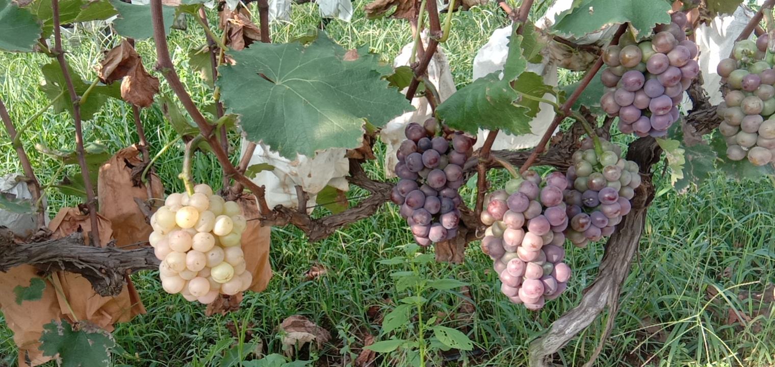 户太八号葡萄酒瓶装展示