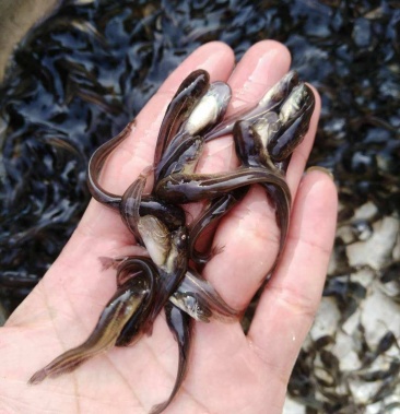 【大口鲢鱼苗】免费检测水质鱼塘规划鱼苗搭配及售后服务