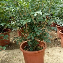 九里香盆栽老桩十年苗带花植物室内七里香盆景老桩驱蚊十里香
