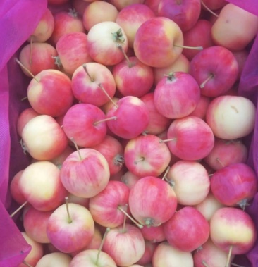 大量沙果123苹果上市