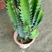 龙骨盆栽多肉花卉绿植盆栽四季常青