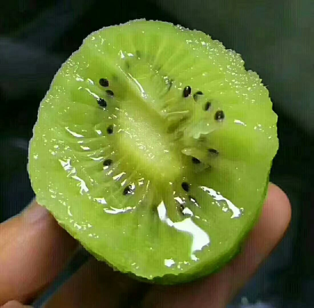 一颗横向切开的熟透徐香猕猴桃,露出翠绿色果肉、黑色细小种子呈放射状排列,边缘汁水微微渗出,背景虚化,突出果实质地与成熟状态的视觉特征 切开的熟透徐香猕猴桃特写