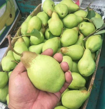 茄梨肉质松软汁液多味香甜诚邀合作代办代发