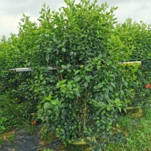 2米5高的朱槿花，扶桑花大量上市，需要的老板联系我