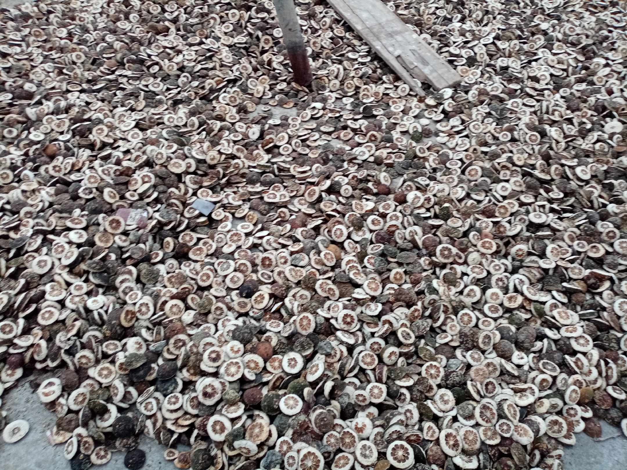 一名传统中药技师正在将切开的柚子取出果肉,保留完整的柚子外壳用于后续中药材填充;背景为晾晒架上排列整齐的柚壳,环境为南方潮湿气候下的通风作坊,光线柔和,突出手工制作场景 柚子参与八仙果制作过程示意图