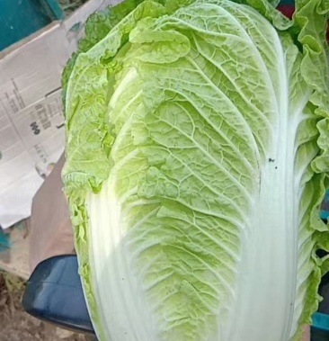 东北大庆市黄心大白菜上市了经销处