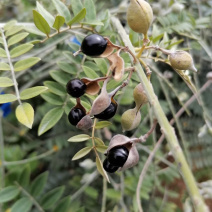 山豆根种子自然熟发芽率高