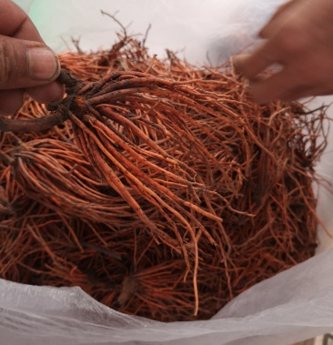 野生红根野蚕豆逐步频繁下山了有需要的新老客户提前预定