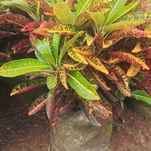 海南洒金，又称变叶木