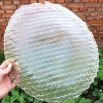 山东济南莱芜区宋家峪纯地瓜粉皮紫薯大小粉皮绿豆大小粉皮