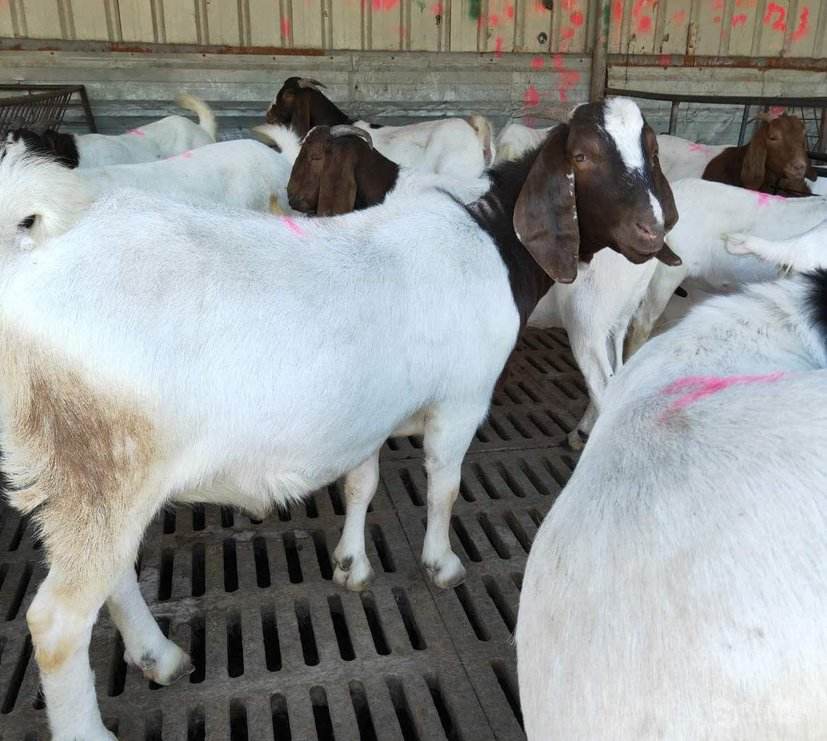 牧民正在手工采集阿尔巴斯白绒山羊的羊绒