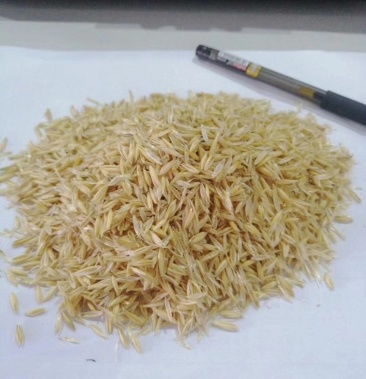 燕麦壳燕麦糠反刍料禽料都可使用