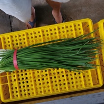 徐闻大叶韭菜头刀大量上市