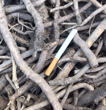 张家口本地纯野生防风,去毛头货,菊花芯,蚯蚓头