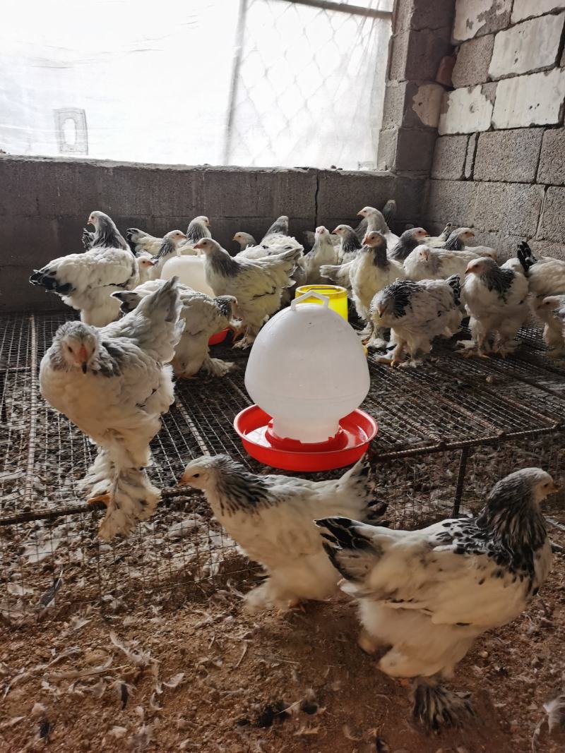 婆罗门种蛋婆罗门种苗婆罗门鸡苗婆罗门大鸡婆罗门苗