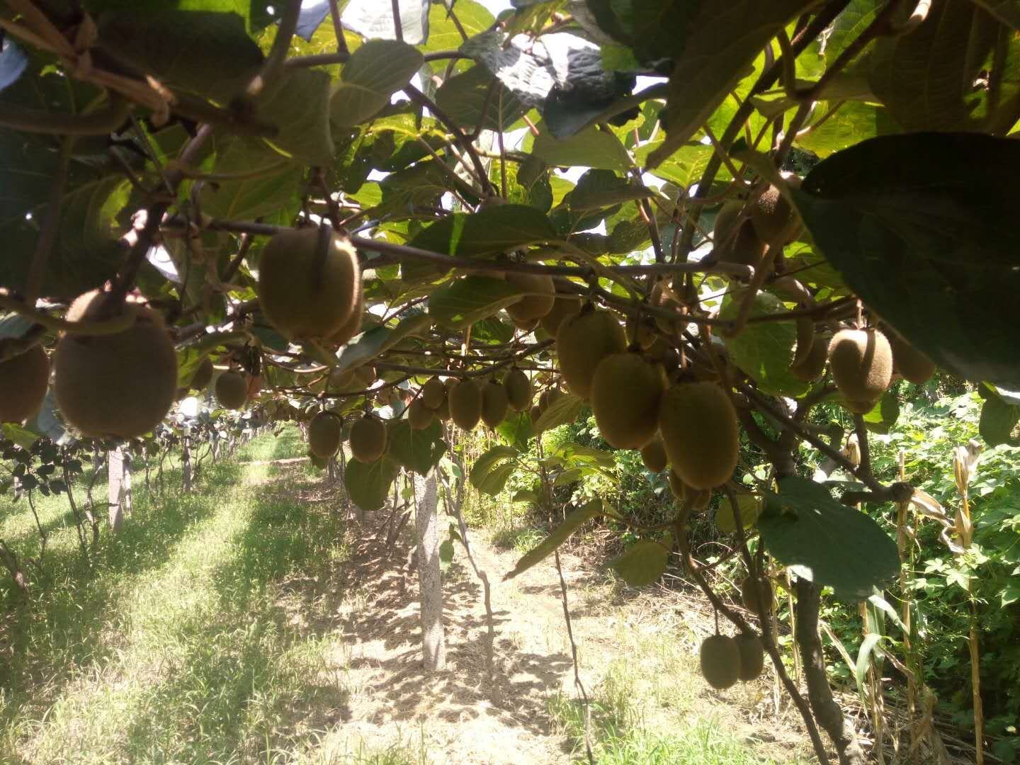 秋季丰收时节,一片茂盛的海沃德猕猴桃果园挂满果实,藤蔓交织,绿叶繁茂,农民正在采摘成熟的猕猴桃。阳光透过叶片洒落,地面覆盖着有机 mulch 材料,展现出生态友好型果园的典型风貌 丰收季节的海沃德猕猴桃果园全景