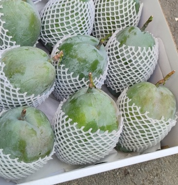 云南凯特芒果有需要的联系