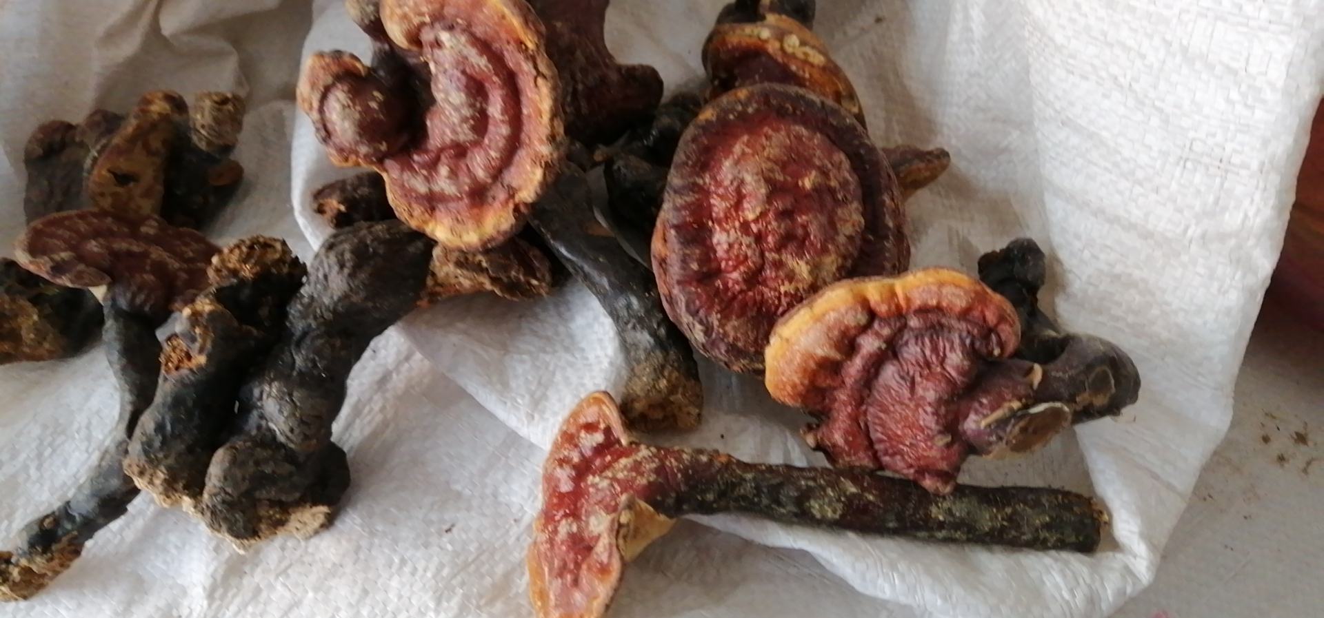 两张赤灵芝对比照片并列展示:左侧为一颗过大、表面干裂、边缘褪色的老化赤灵芝;右侧为中等大小、菌盖厚实、色泽鲜亮、形态完整的优质赤灵芝;下方配有简要文字标注‘大小≠品质’,强调内在结构的重要性 赤灵芝对比图