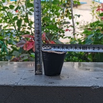 工厂直销育苗杯营养杯营养钵小号育苗杯育苗袋营养钵