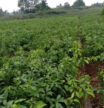 出售爱媛苗,2公分左右