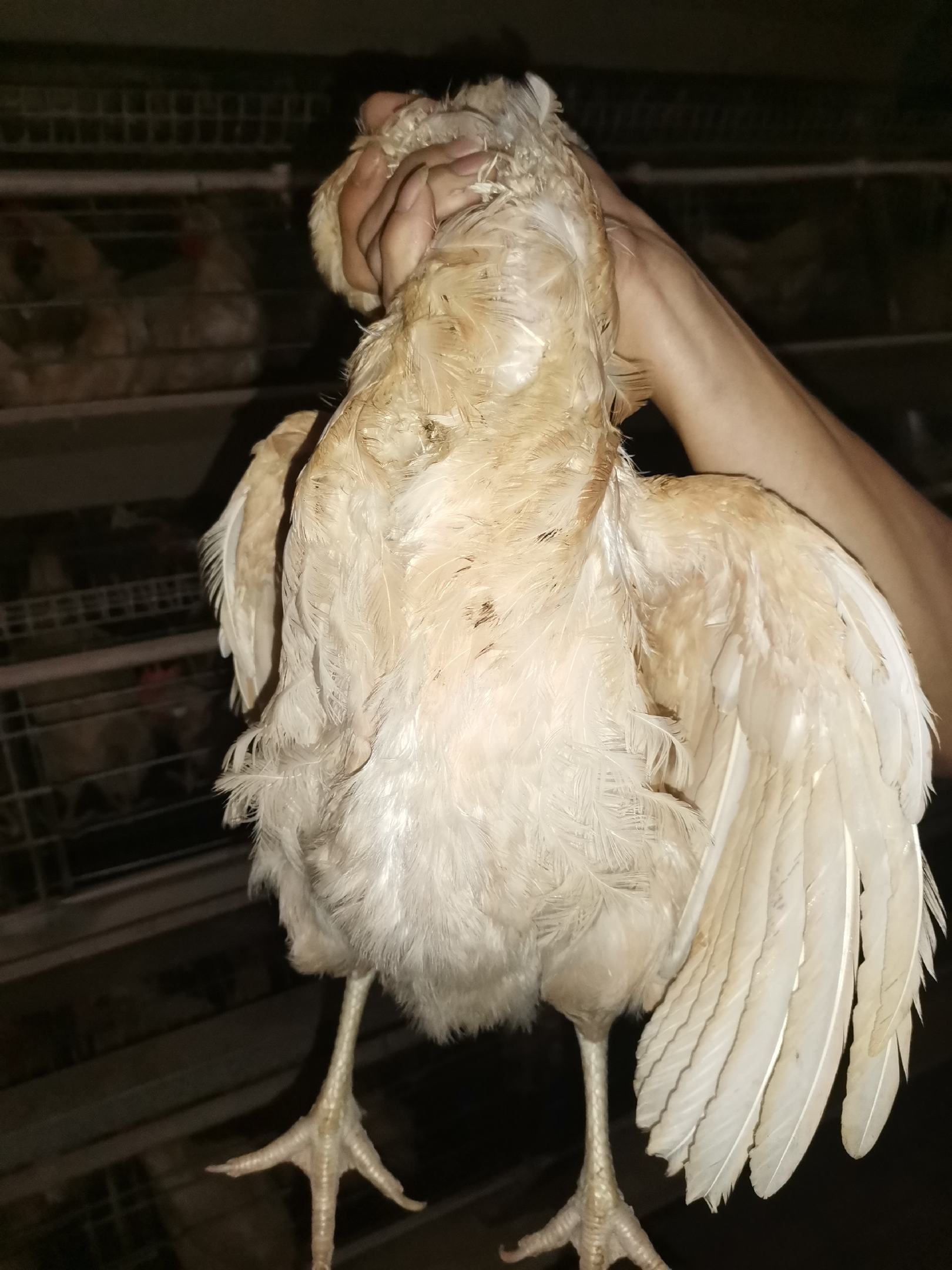 [淘汰蛋鸡批发]淘汰老母,均重3.78价格便宜,八成半毛价格15.
