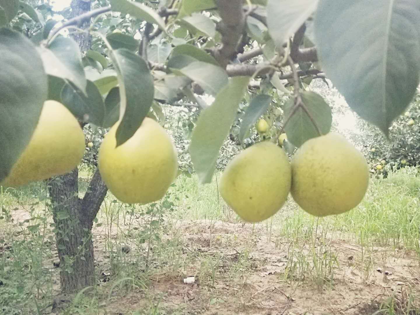 单个库尔勒香梨特写