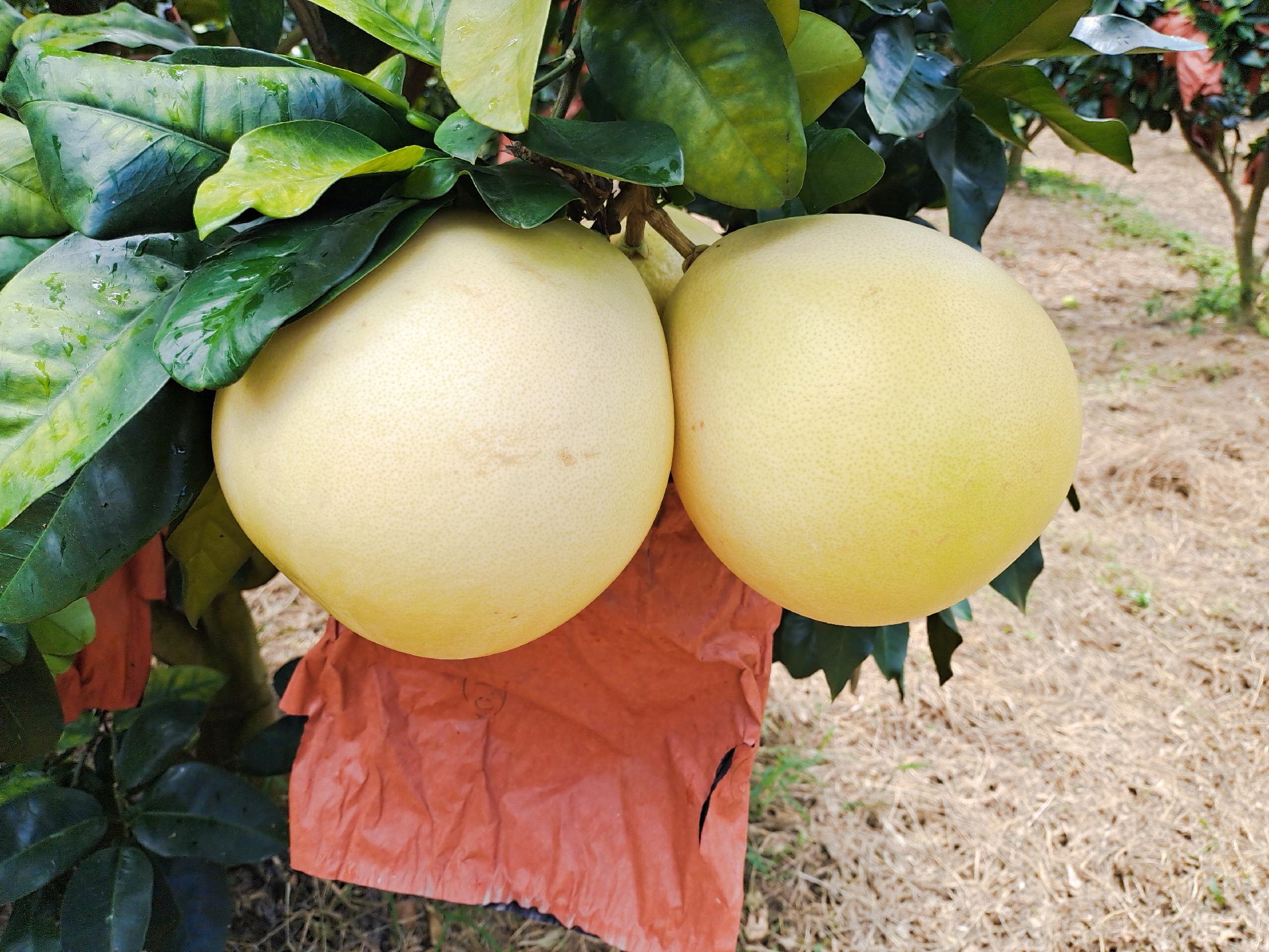 三红柚幼树第三年开花挂果实景图