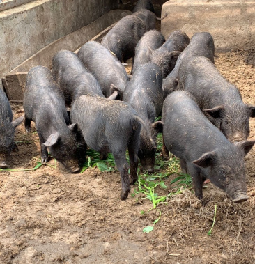 香猪苗 香猪崽 怀孕香猪 藏香猪