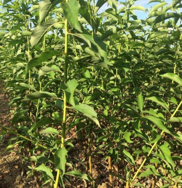 正宗重庆巫山嫁接青脆李苗