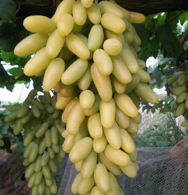 青提子 白马奶 大量出售各种水晶葡萄批发一手货源 白葡萄