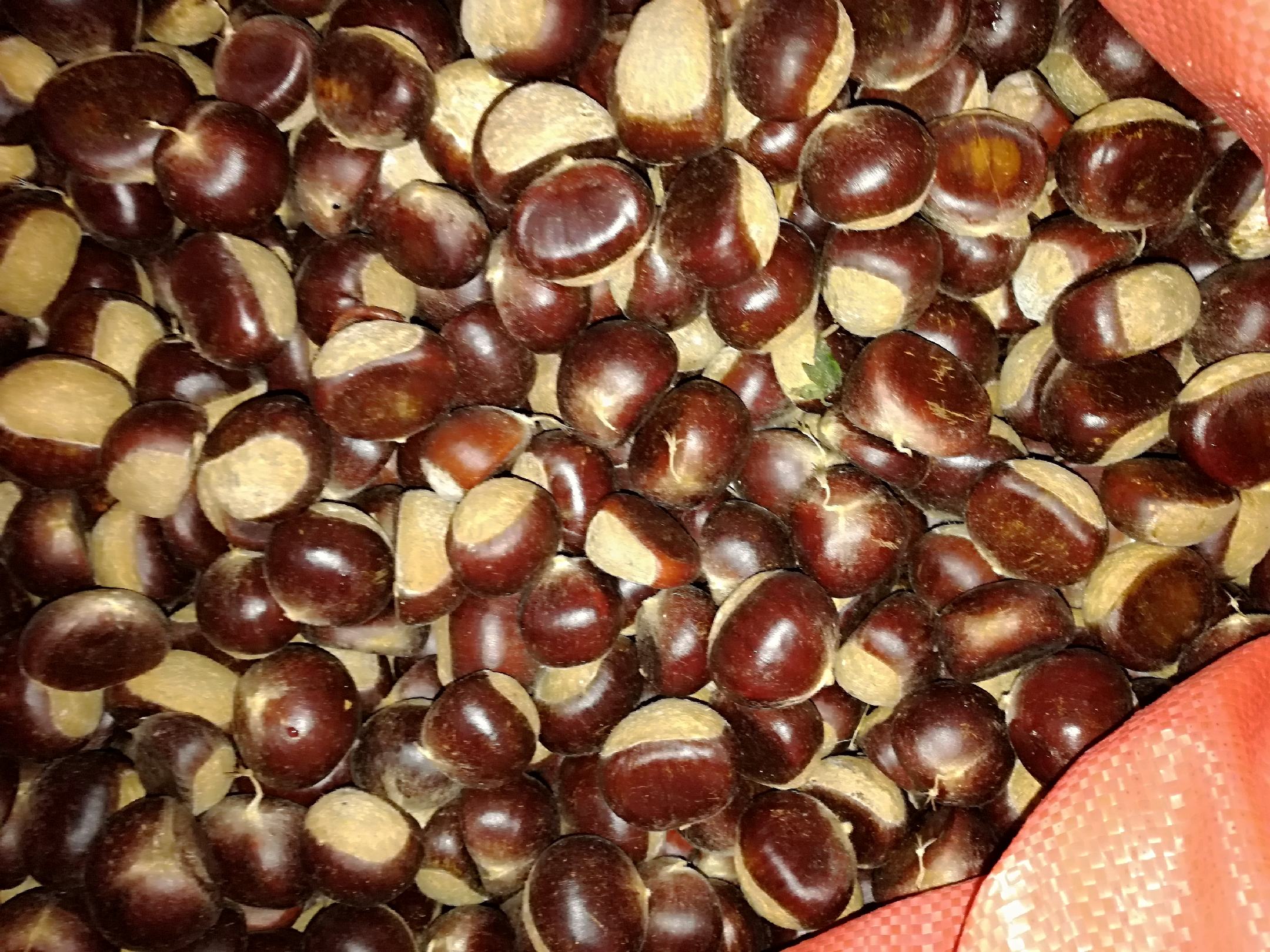 一颗成熟的油栗,外壳呈深褐色,表面光滑并带有自然光泽,微微裂开的缝隙中露出乳黄色的果仁,背景为木质砧板和几片落叶,营造出秋日丰收的氛围 油栗特写近景