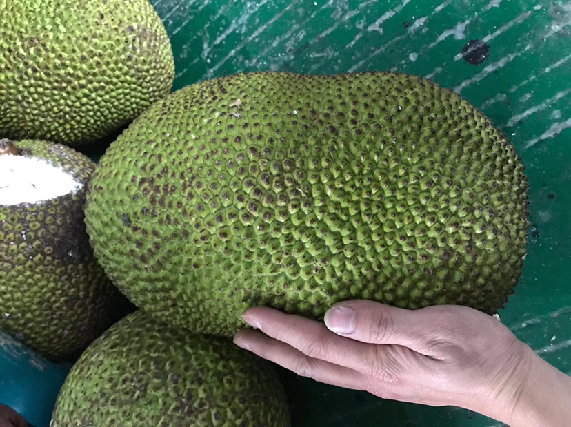 菠萝与菠萝蜜对比图