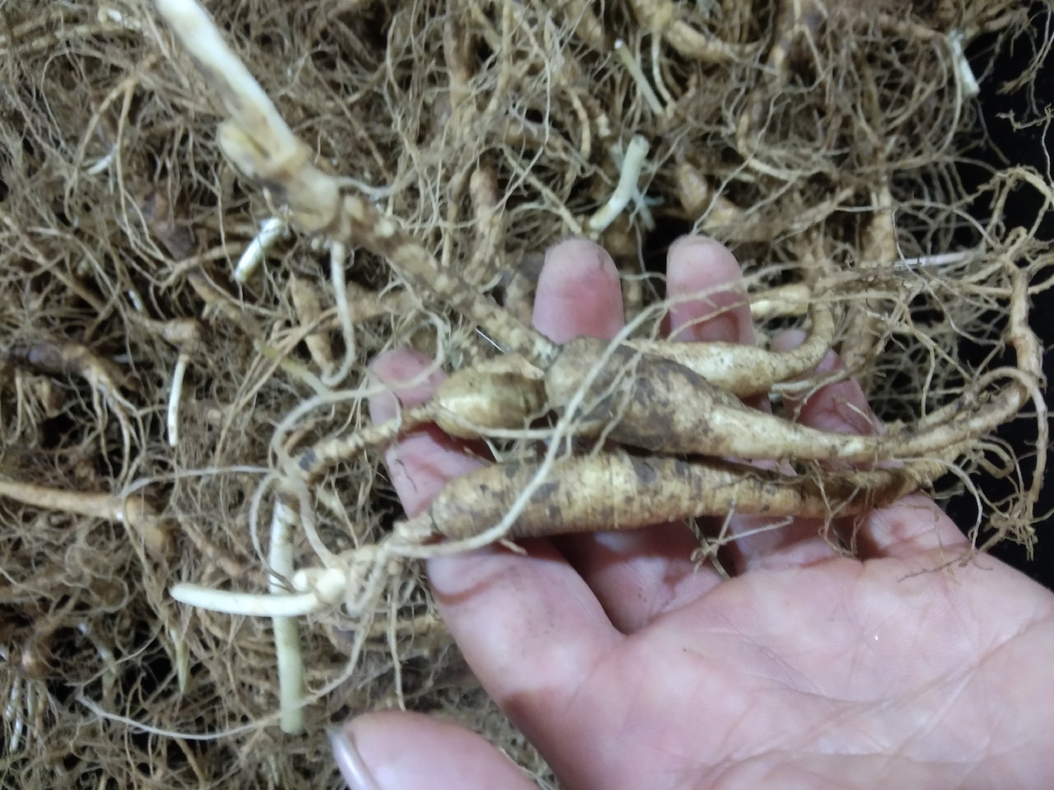 野山参与移山参外形对比图