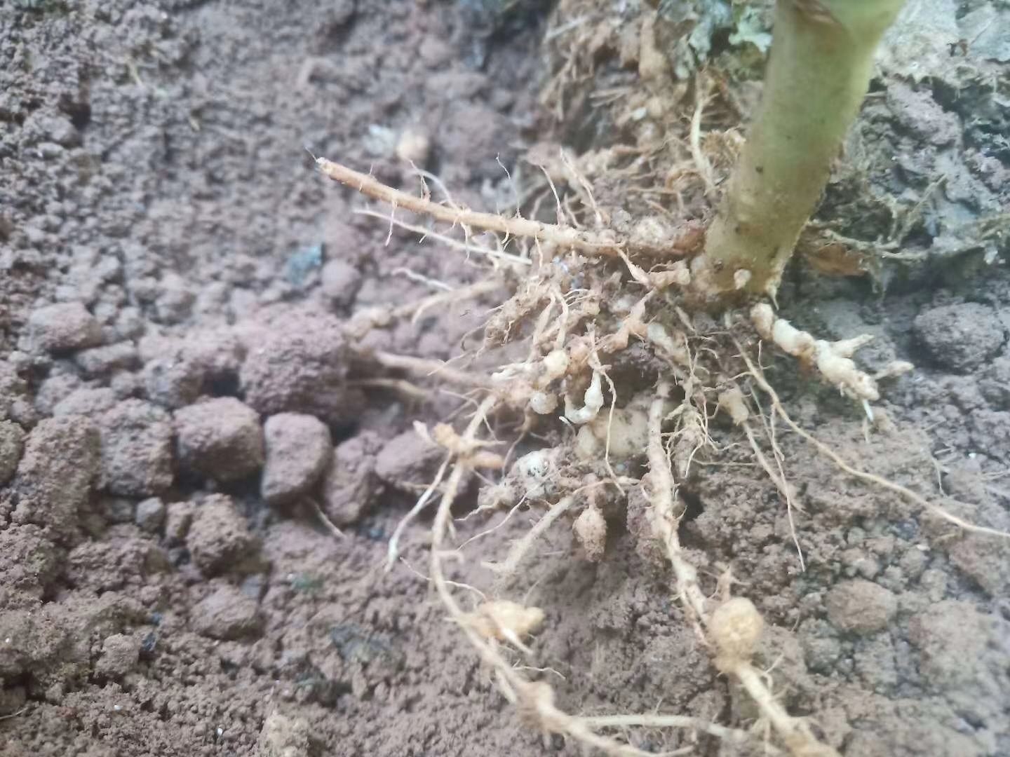 豌豆根部形成的根瘤特写