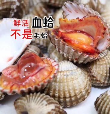连云港血蛤蜊鲜活发货全国发货物流快递均可发货