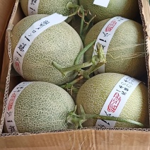 精品鲁厚甜，玫拢蜜瓜，网纹瓜