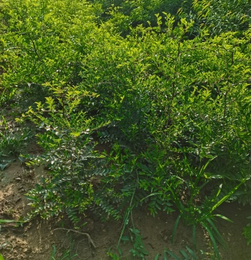 [枣树苗批发]山西枣树苗冬枣树苗,酸枣苗,大小水果苗,现挖现发价格0.