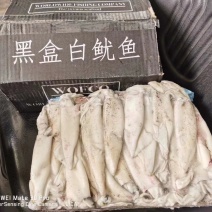 笔管鱼《小黑盒》20%带籽率，个头大鲜度好籽乌