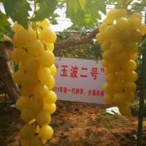 秋天清脆，深红无籽，罗马红宝石，妮娜皇后，玉波2号3号，