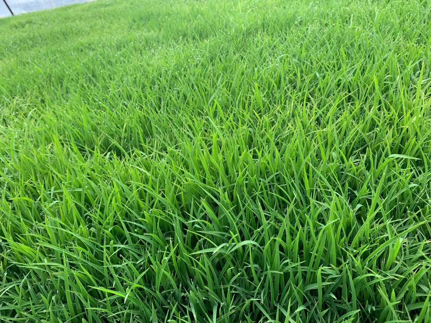 一片绿意盎然的长粒香水稻田,稻苗整齐挺拔,叶片翠绿,水田倒映蓝天白云,远处可见农民正在查看稻穗生长情况,体现生态种植过程 长粒香大米田间生长场景