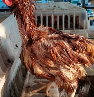 淘汰老母鸡上市480日均重39斤