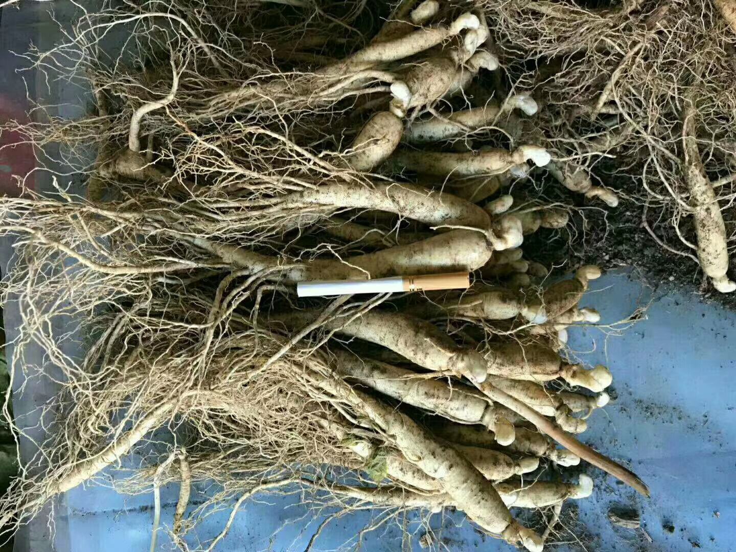 切开的大连参展示内部结构与质地