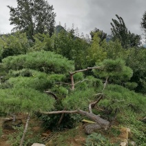 造型松，造型油松，造型黑松