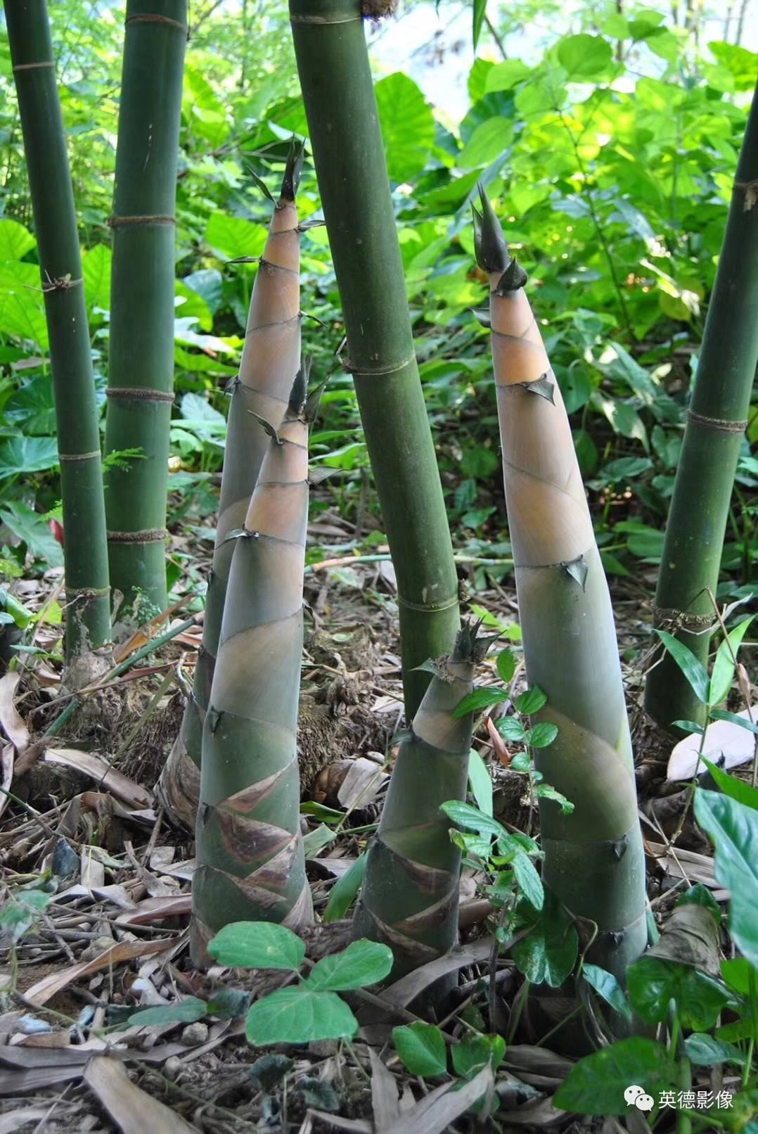 [竹苗批发]甜竹笋苗 麻竹苗 竹笋苗 水果竹笋苗产地直销价格实惠价格