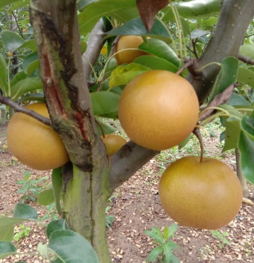 [黄梨批发]圆黄梨树苗,包纯度,包技术价格5.00元/斤 - 一亩田