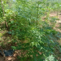 苦楝小苗，楝树小苗