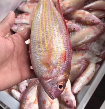 新鲜冷冻红三鱼真空包装