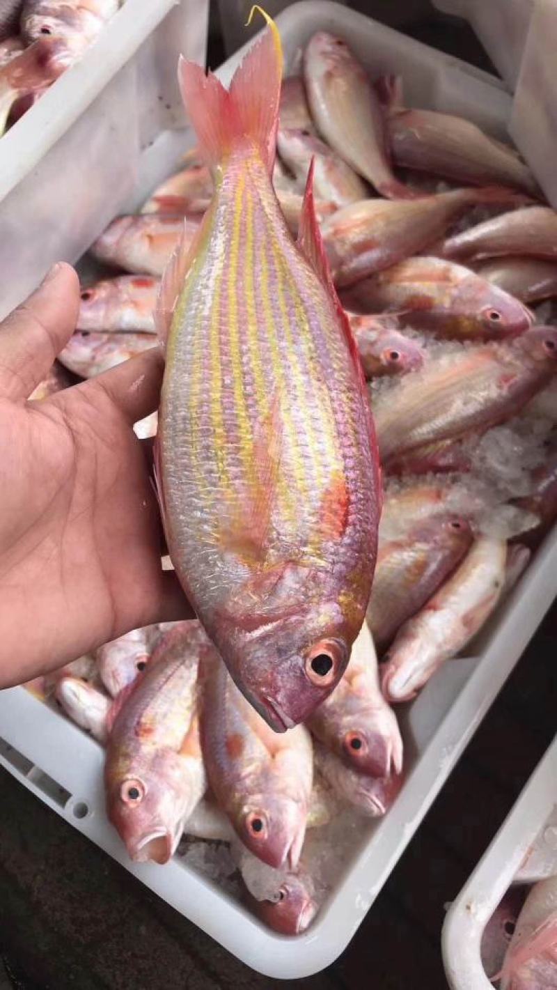 新鲜冷冻红三鱼真空包装