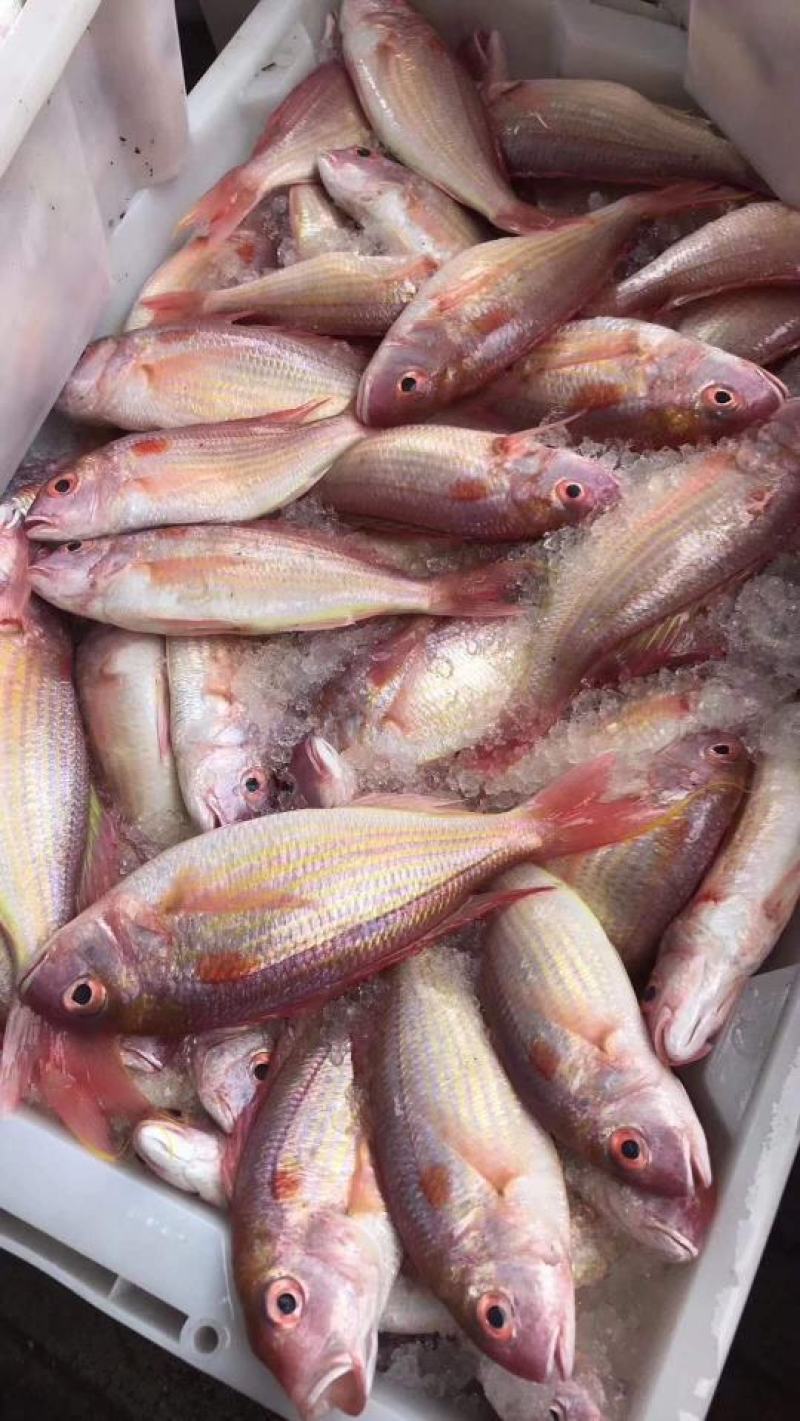 新鲜冷冻红三鱼真空包装